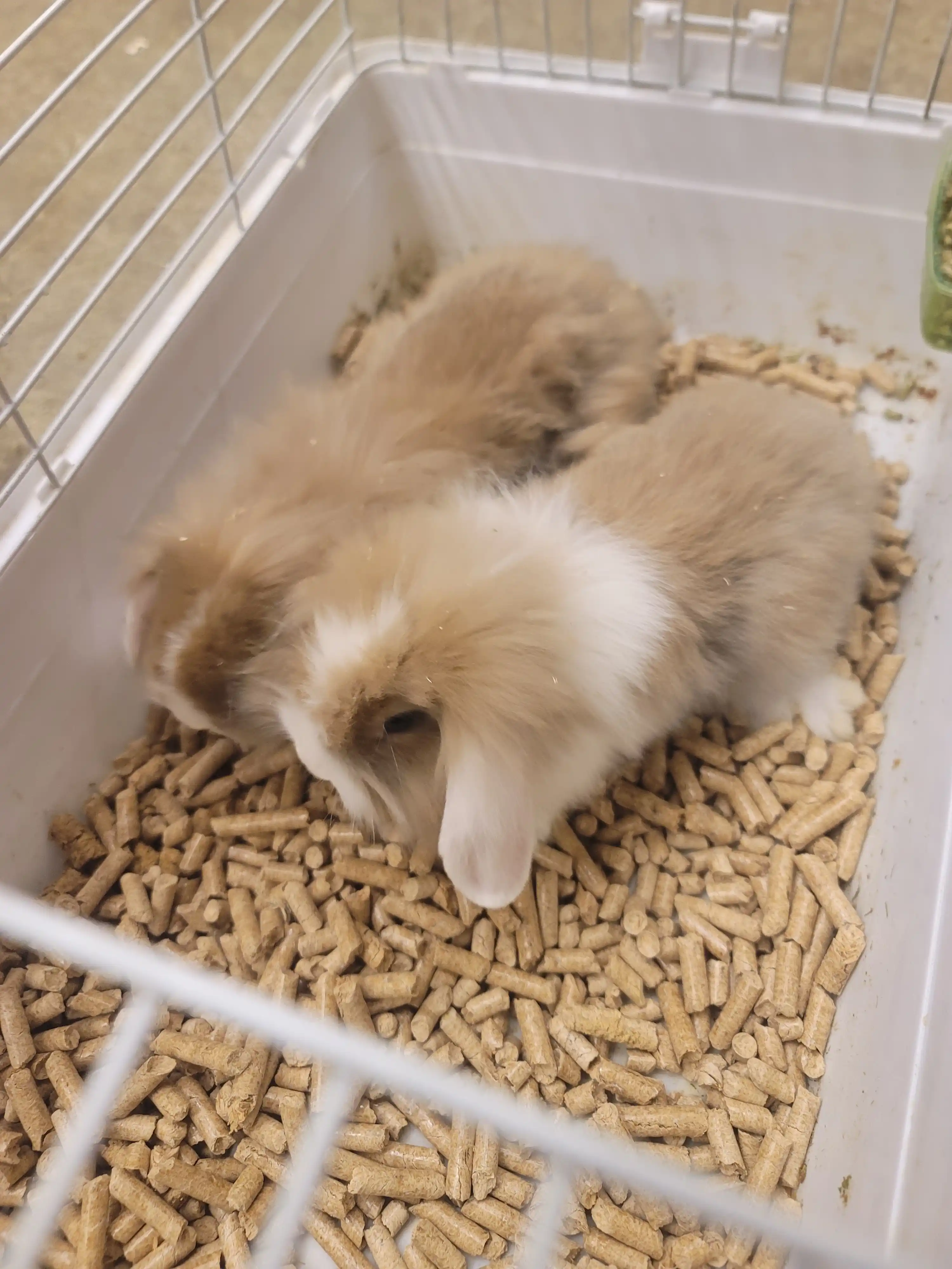 Yog'ochli to'ldirgichi (2 kg) — 100% Eko-himoya va tozalik