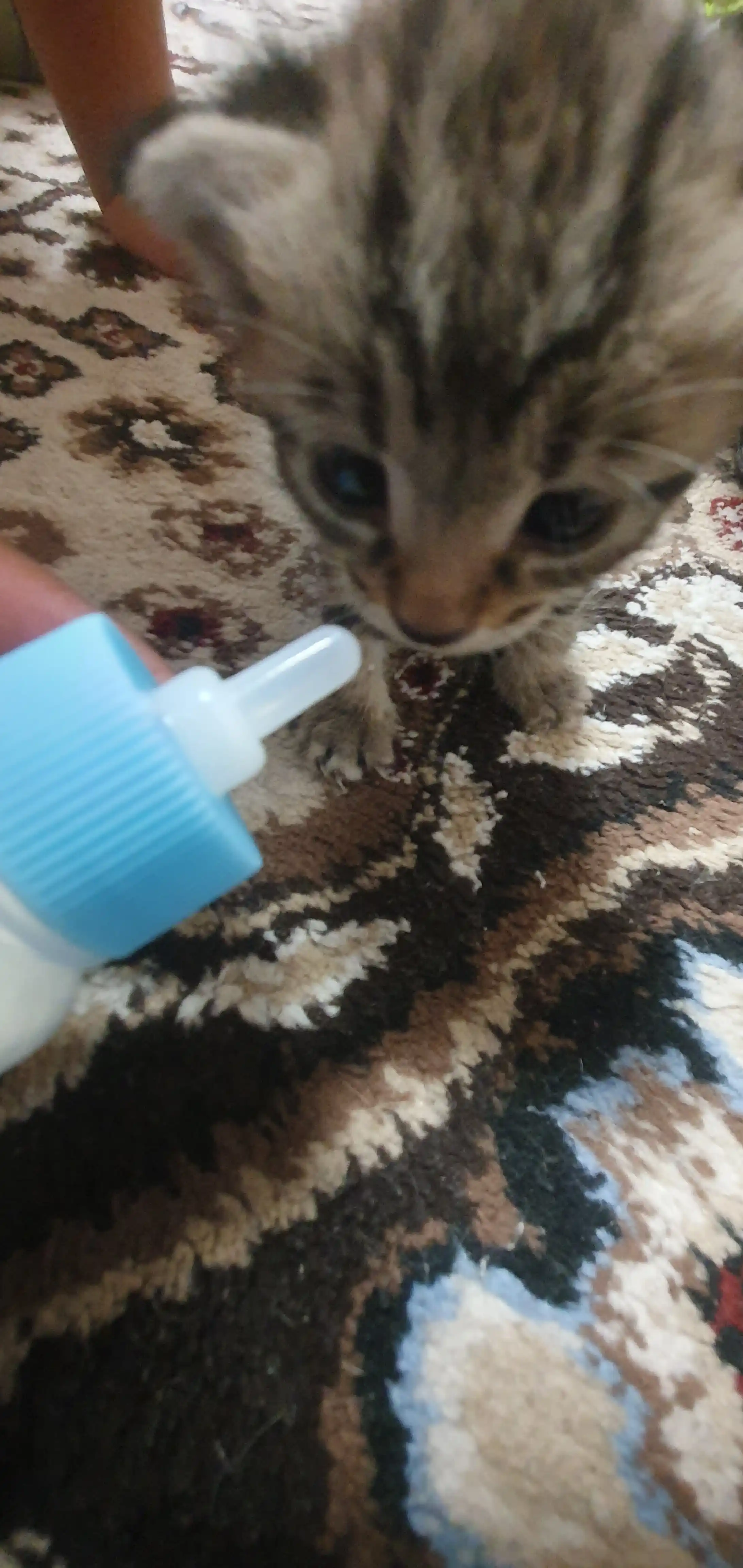 Mushukchalar uchun sut bilan oziqlantirish butilka va yumshoq so‘rg‘ich 60 ml