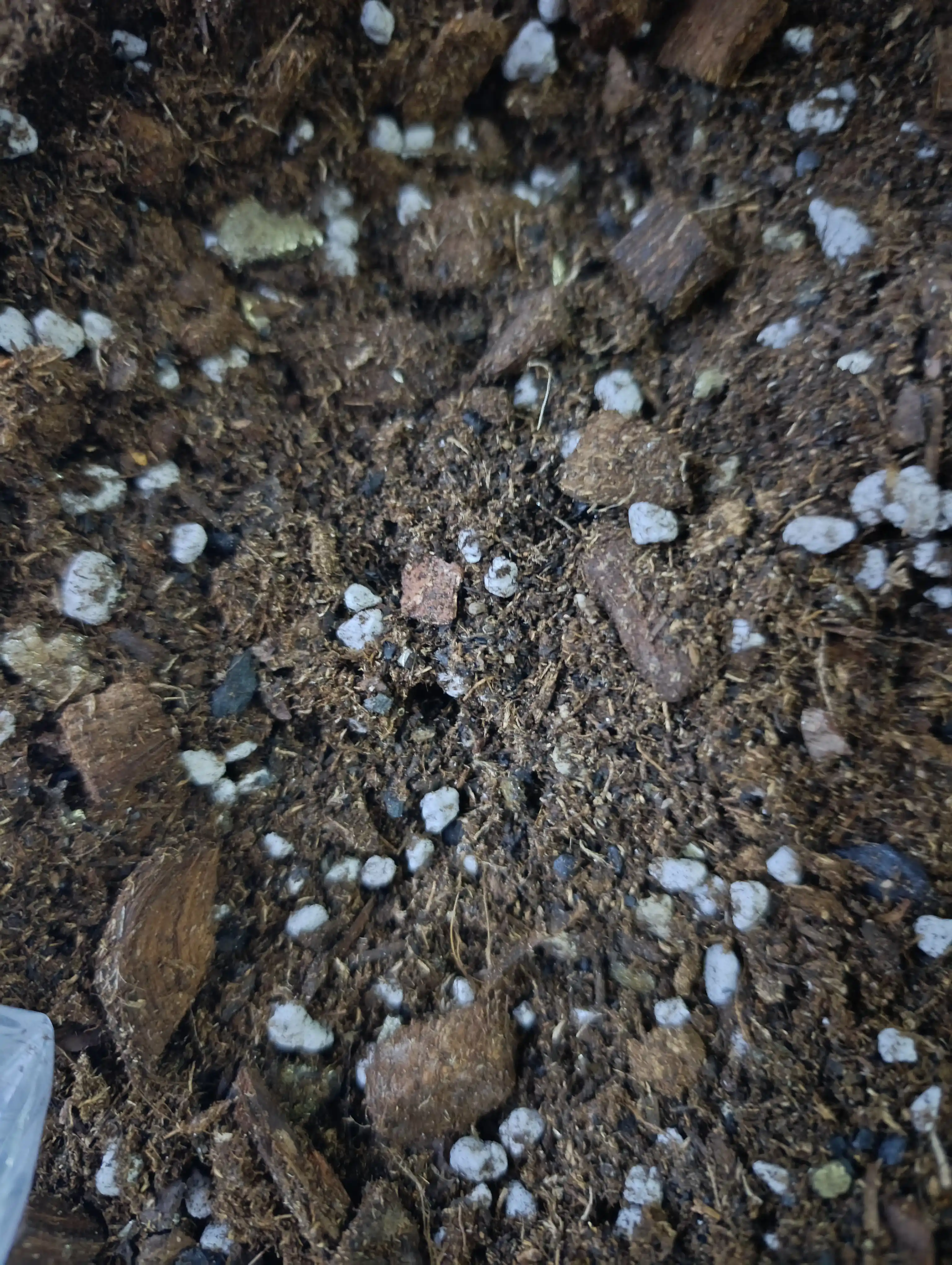 Aroid Mix steril grunti: Zamiokulkas, Spatifillum, Monstera, Anturium, 8 tasi 1 da