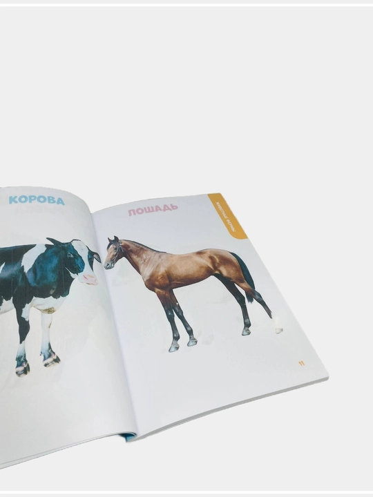Главная книга малыша