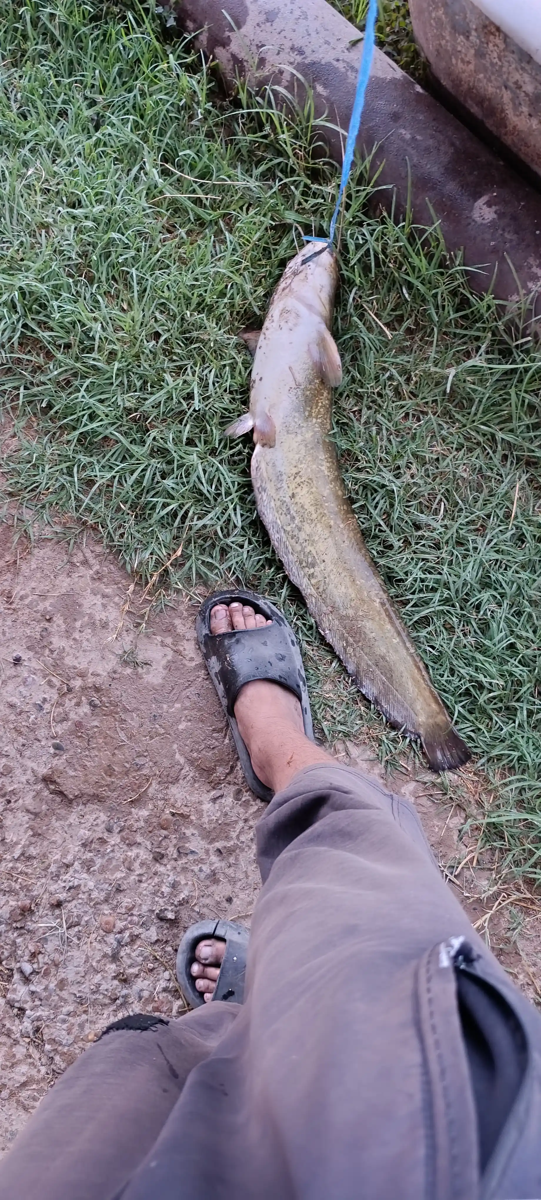 Turli rangdagi CROCODILE spinning