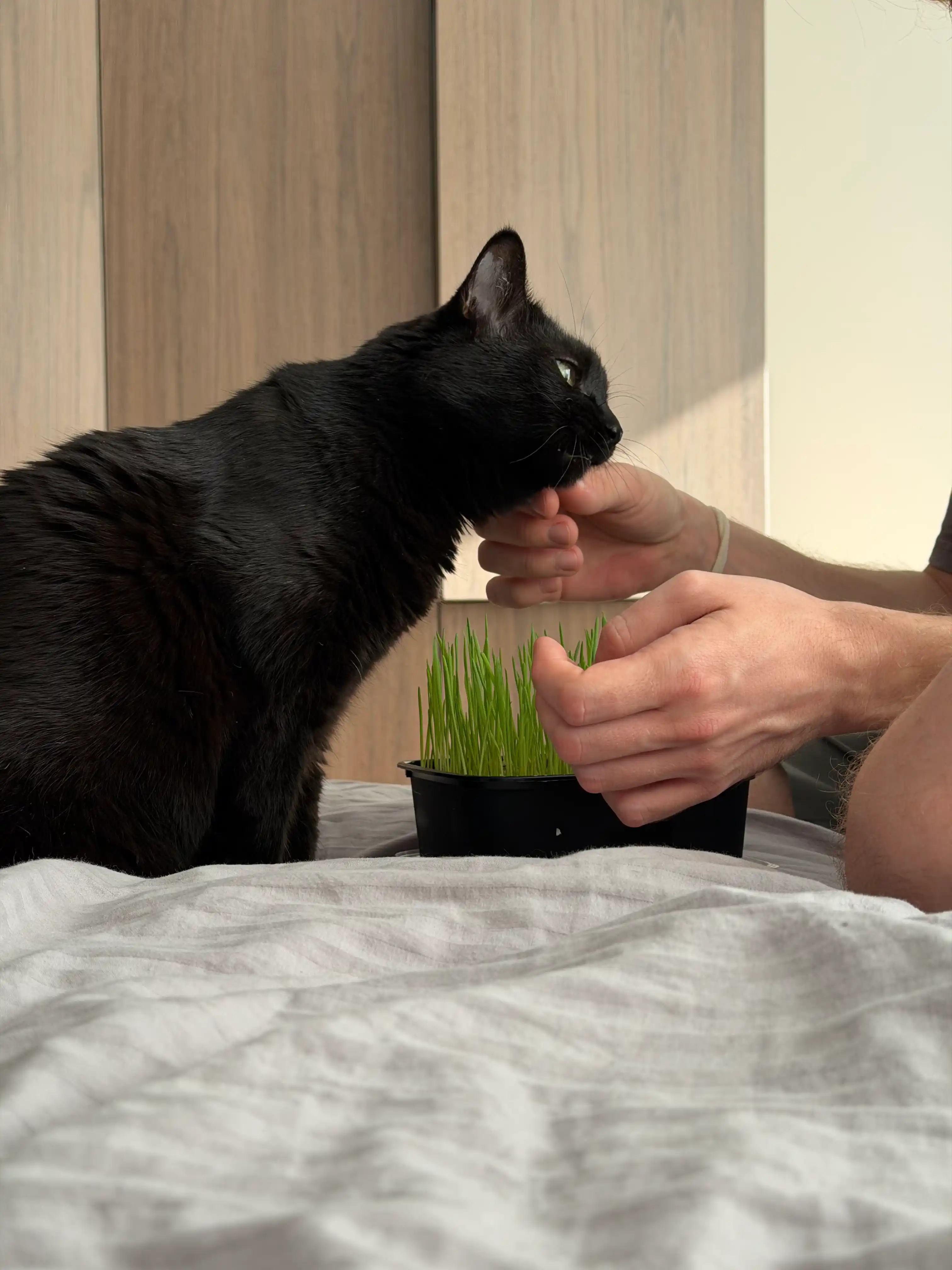 Трава для кошек Smart Pets – выводит комки шерсти, лакомство для кошек, 130 г