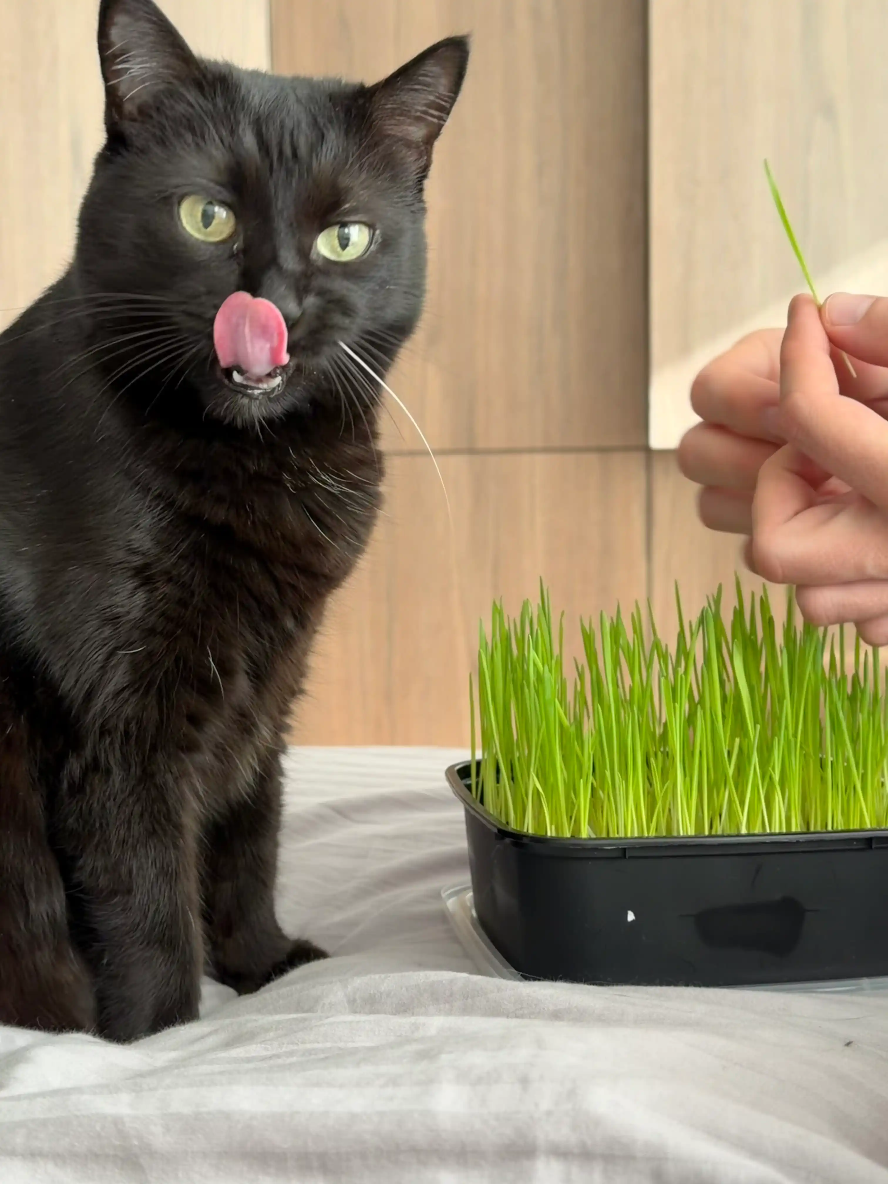 Трава для кошек Smart Pets – выводит комки шерсти, лакомство для кошек, 130 г