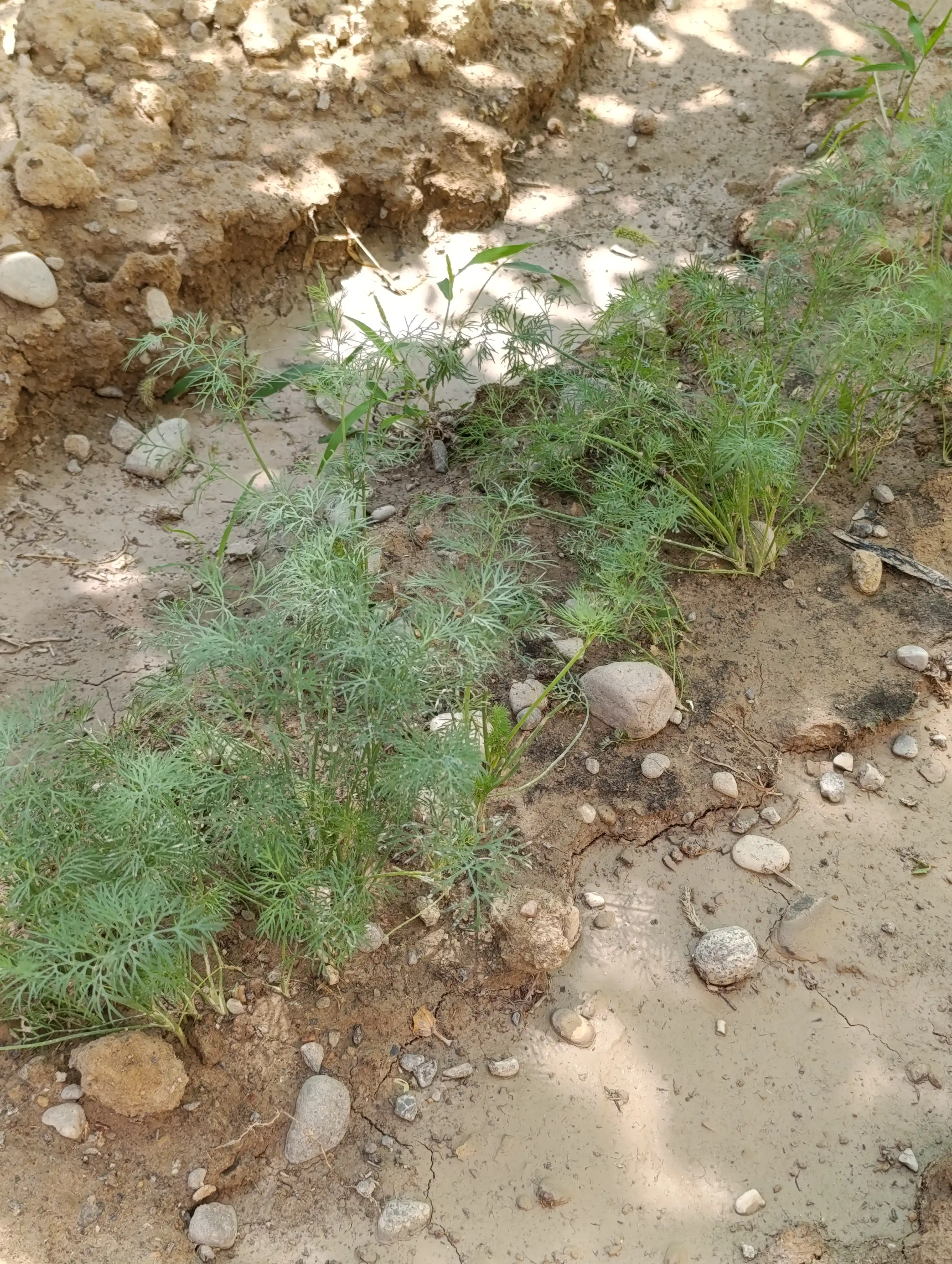 Семена укроп, кинза, лук, редиска