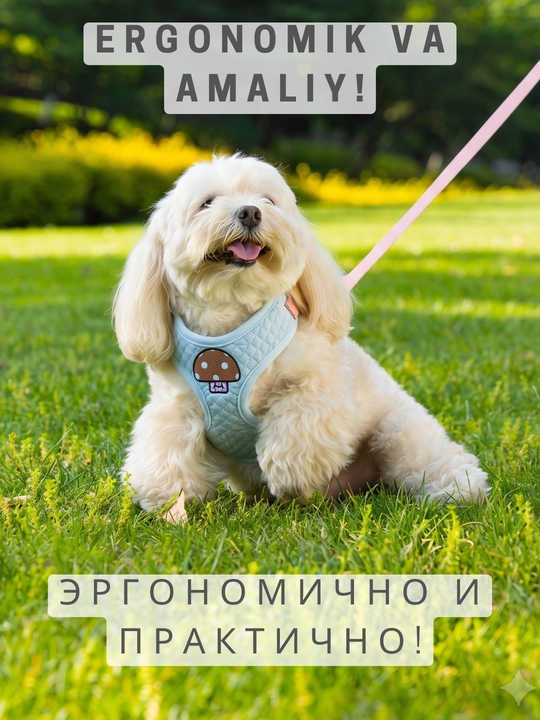Kichik itlar va mushuklar uchun Kimpets anatomik shleykasi yetak va mini-ryukzak bilan