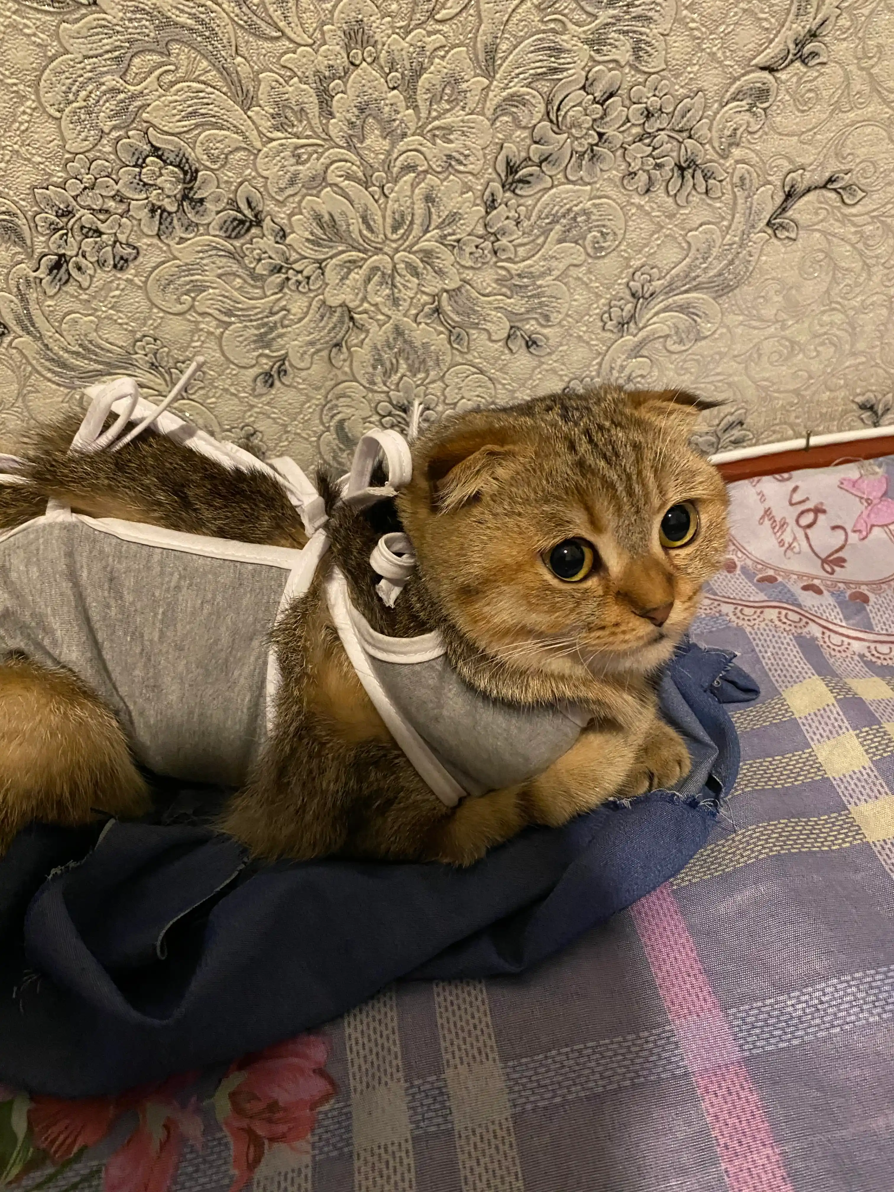Послеоперационная попона для кошек