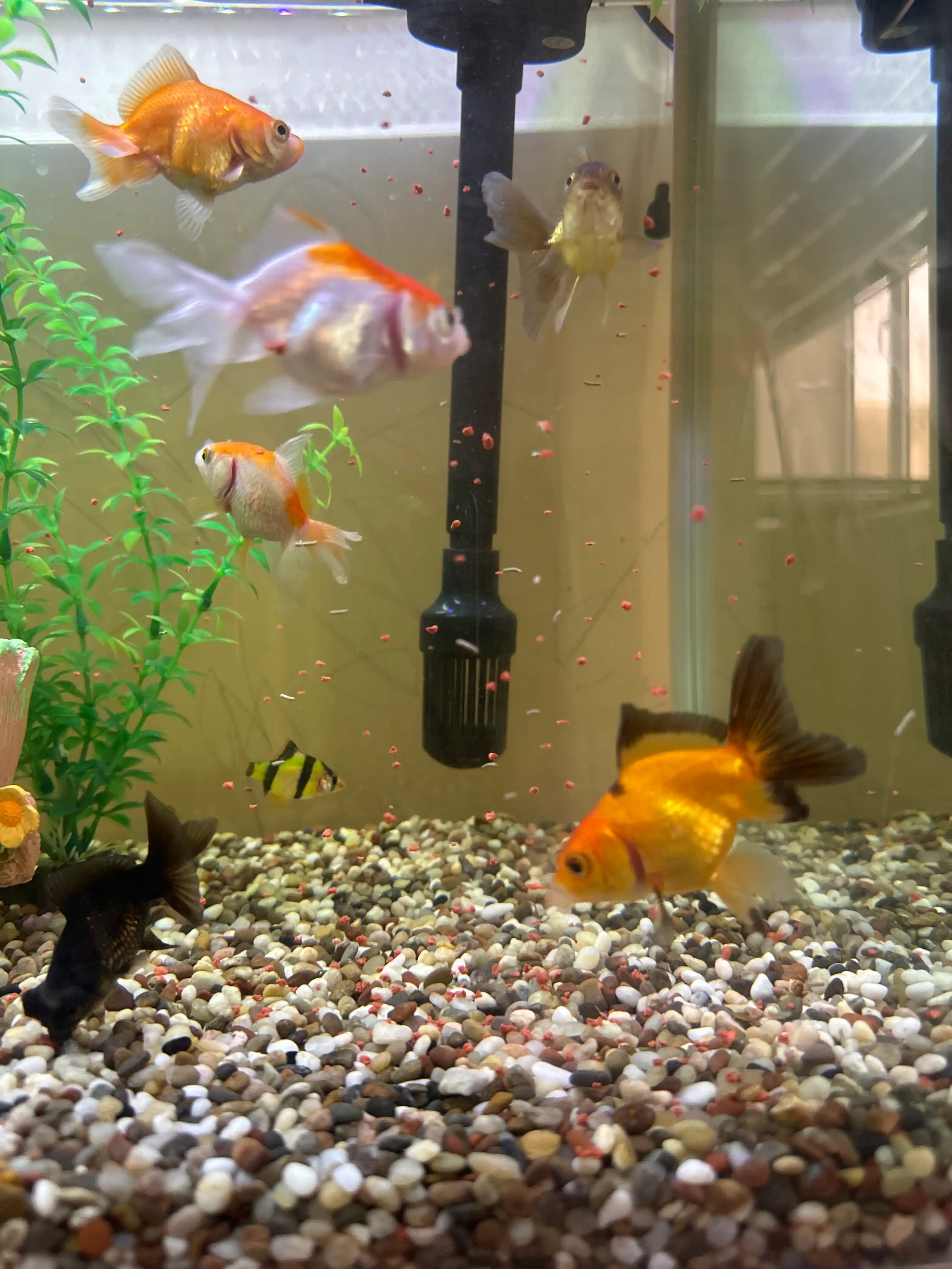 Akvarium uchun tabiiy grunt “Miks Premium” 5 mm, dekorativ tosh, baliqlar uchun xavfsiz