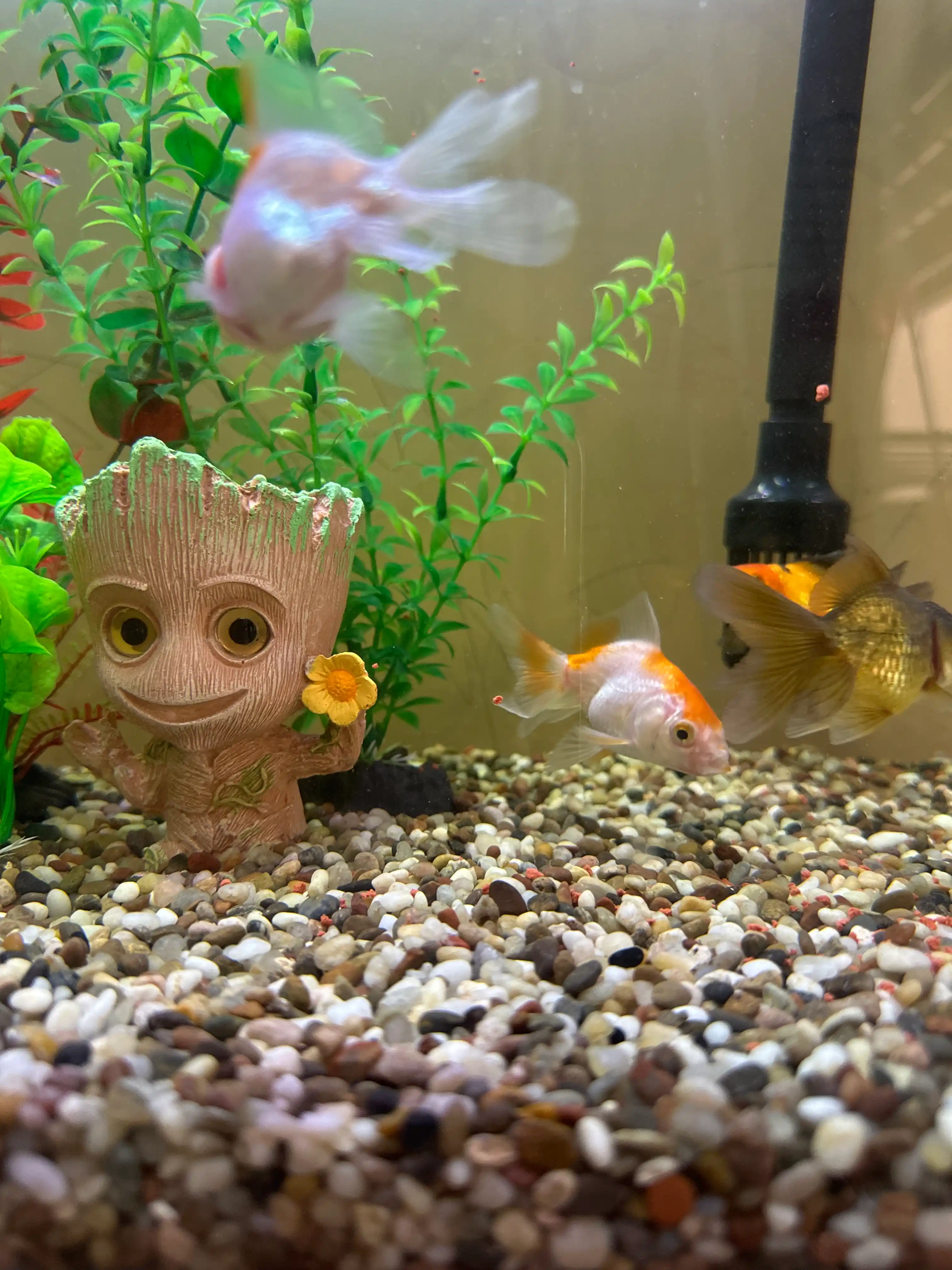 Akvarium uchun tabiiy grunt “Miks Premium” 5 mm, dekorativ tosh, baliqlar uchun xavfsiz