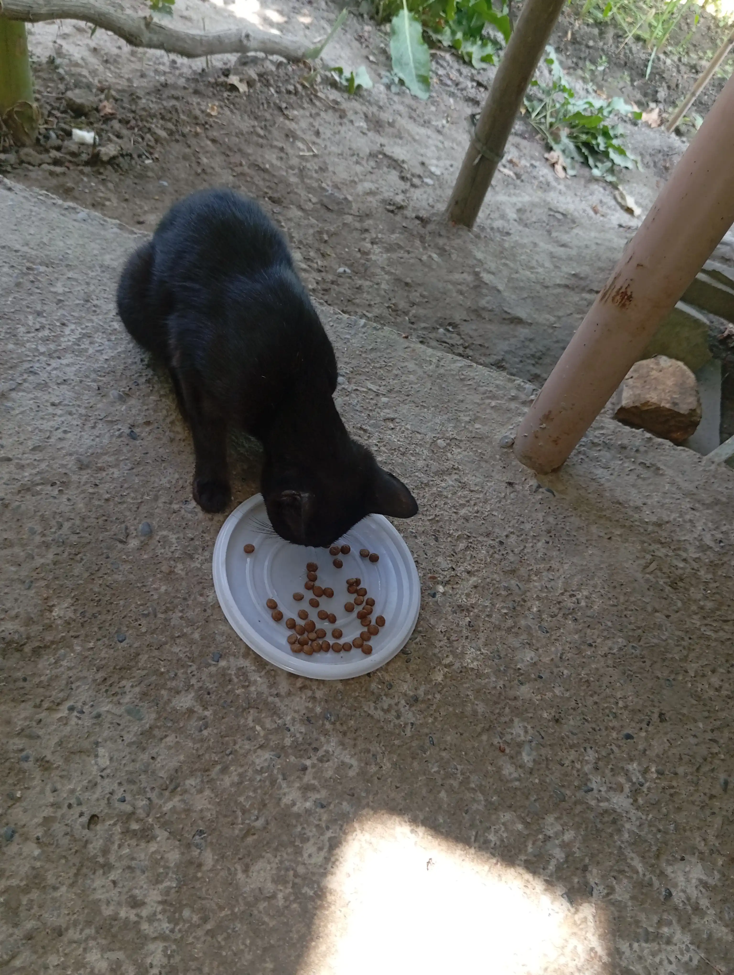 Paw Picks mushuklar uchun quruq yem, tovuq go‘shti bilan, 1 kg
