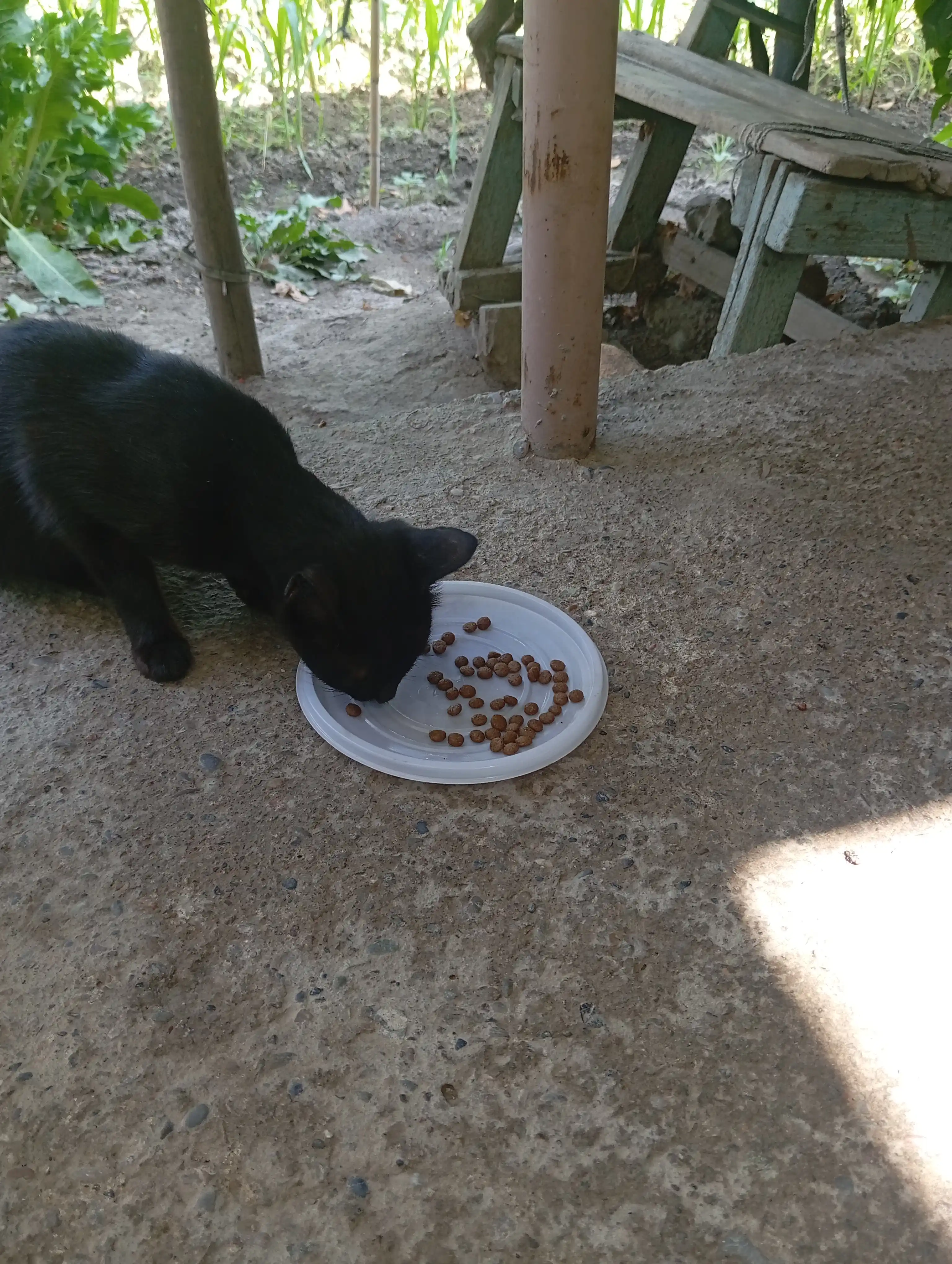 Paw Picks mushuklar uchun quruq yem, tovuq go‘shti bilan, 1 kg