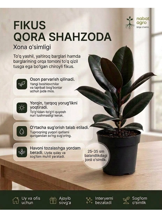 Fikus "Qora Shahzoda" guldondagi tirik xona o‘simligi