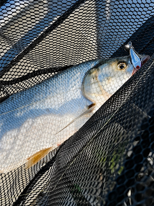 Teil spinner Malyok, kumush