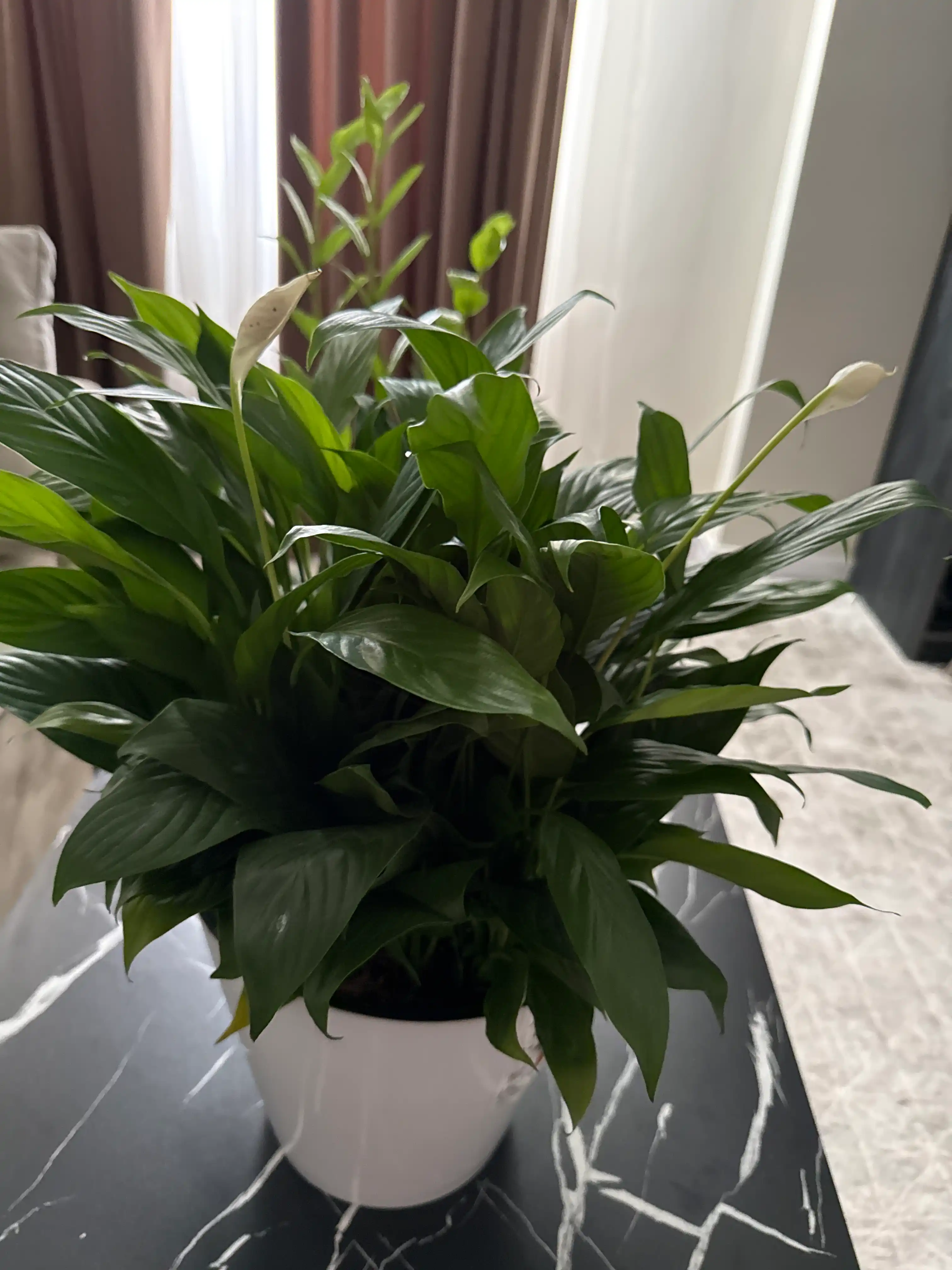 Tabiiy Spathiphyllum – havoni tozalovchi, parvarishi oson uy guli