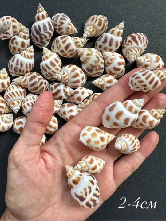 Ракушки для Аквариума, 25 грамм - 