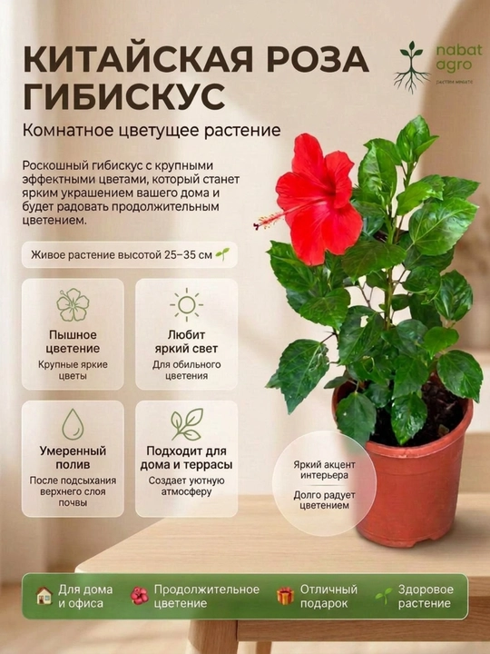Китайская Роза (Гибискус) Живое комнатное растение в горшке - 