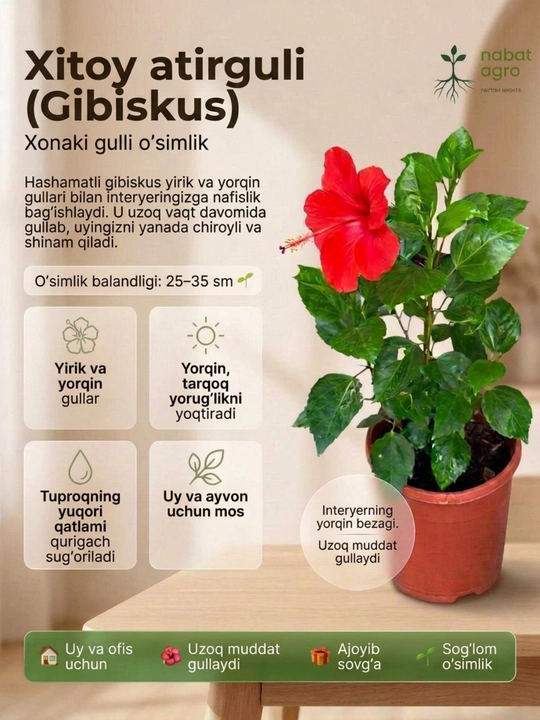 Xitoy Atirguli (Gibiskus) Guldondagi tirik xona o‘simligi