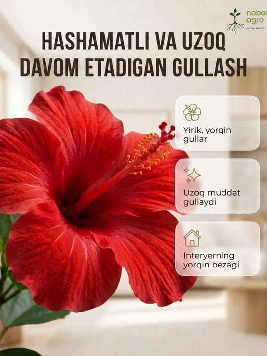 Xitoy Atirguli (Gibiskus) Guldondagi tirik xona o‘simligi