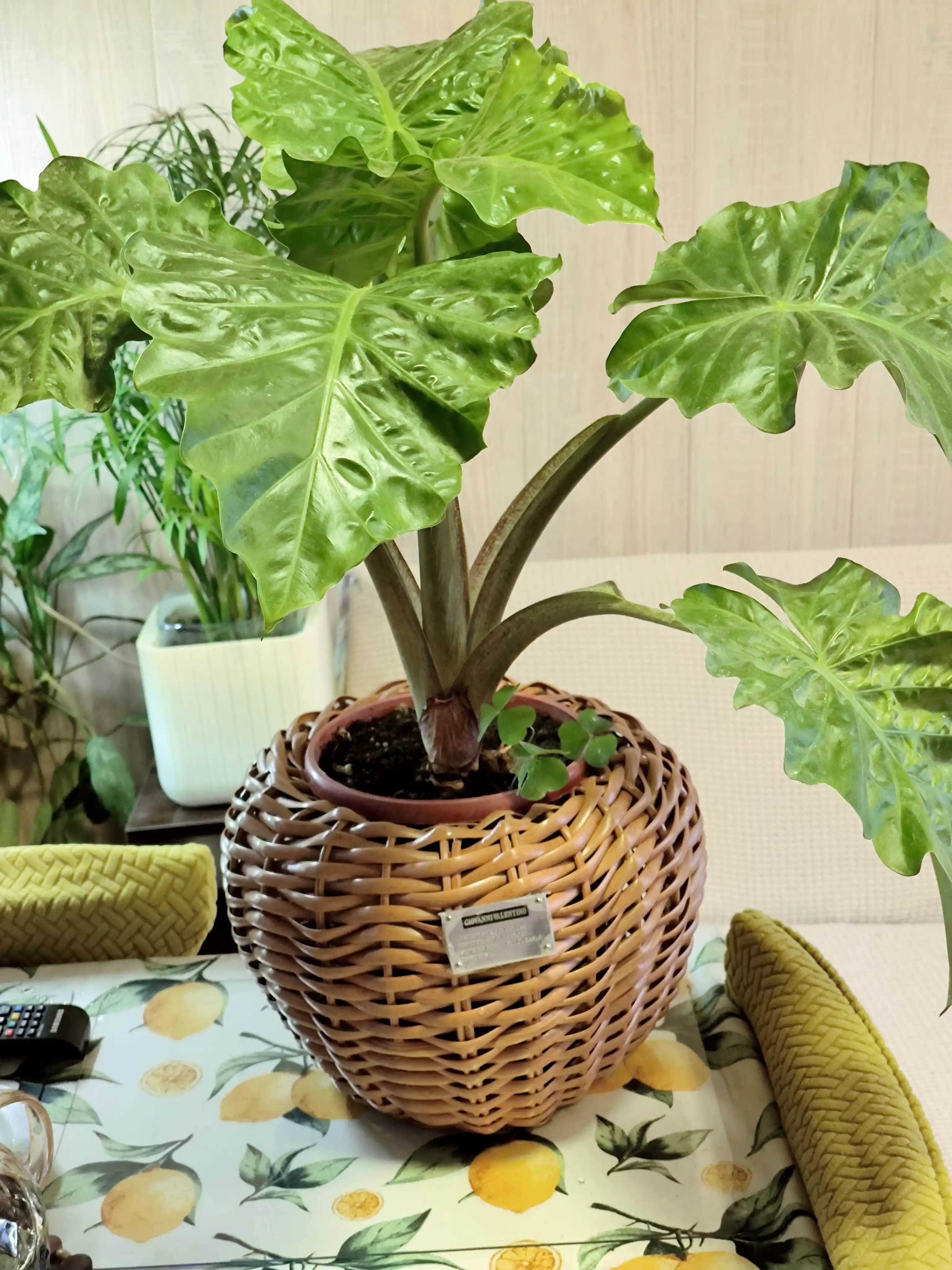 Горшки из ротанга