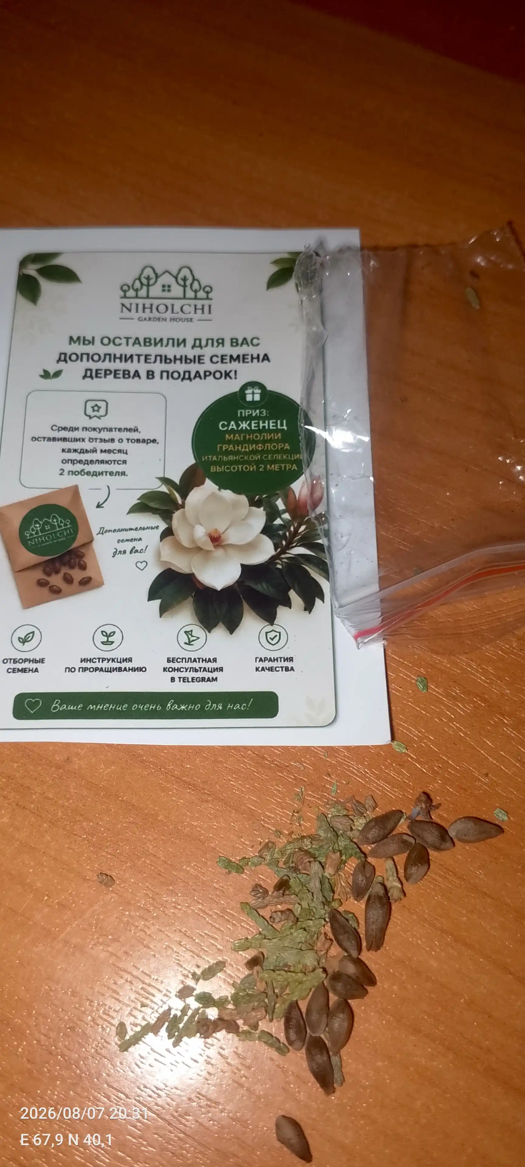 Arab mitti qahvasi Kafa, Urug‘lar, 20 dona, ekzotik o‘simliklar urug‘lari