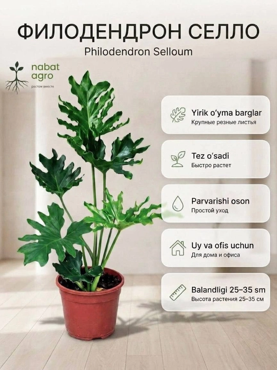 Filodendron sello guldondagi tirik xona o‘simligi - 