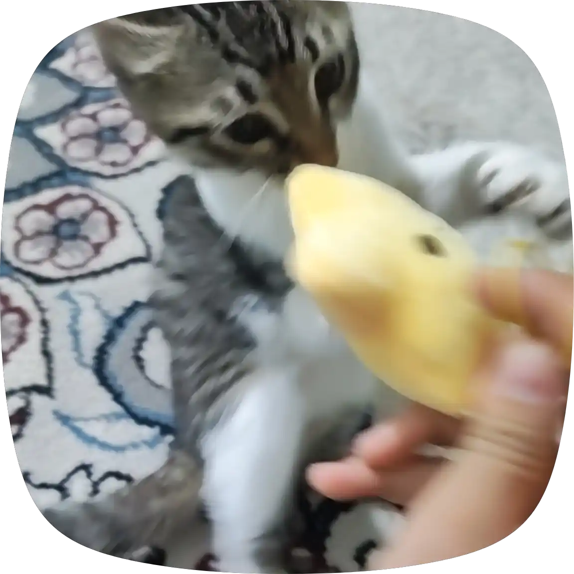 Yumshoq plush brelok, Kawaii uslubidagi sumka va kalit aksessuari