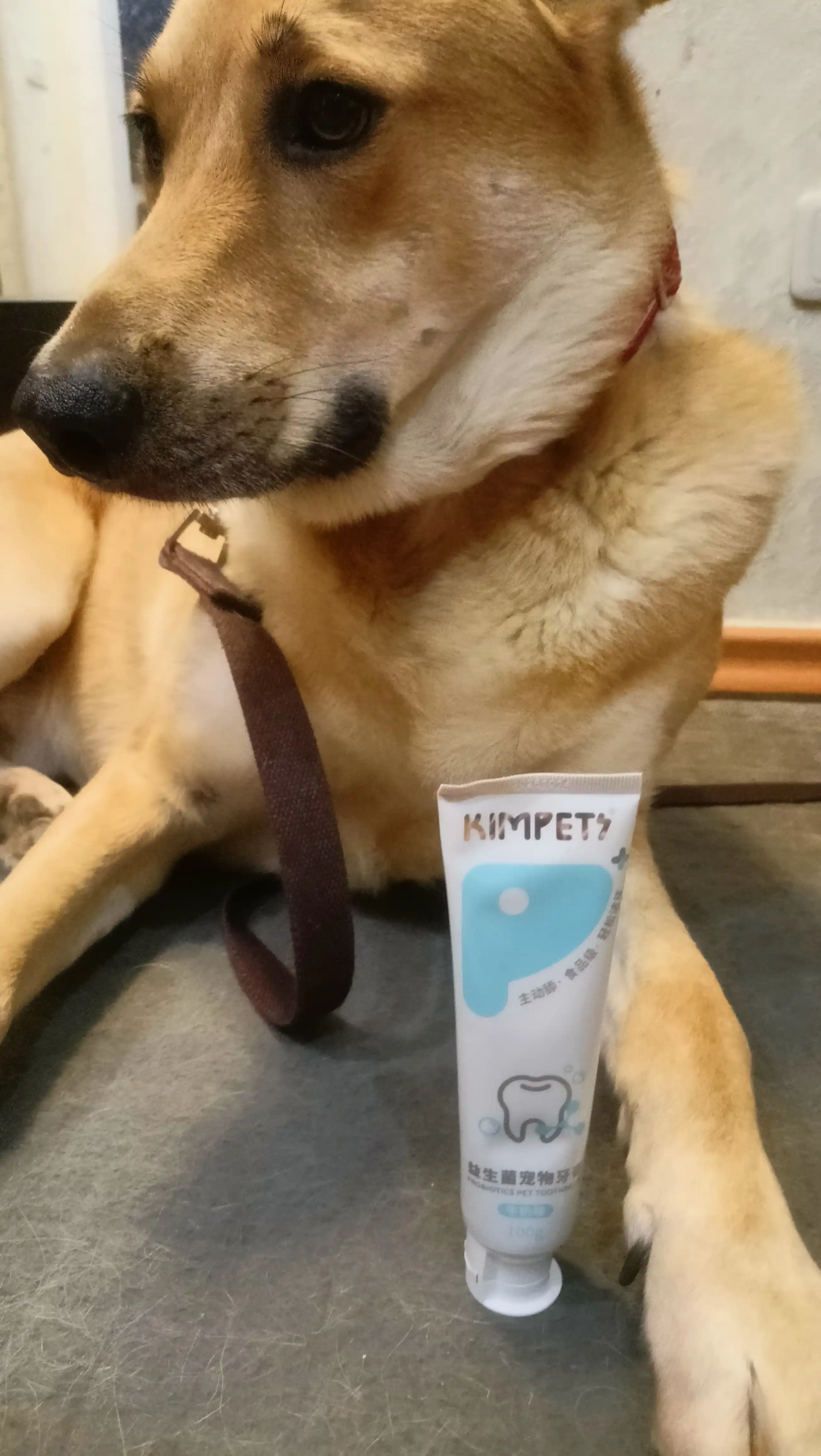 It va mushuklar uchun Kimpets tish pastasi, probiotiklar bilan, sutli ta'm, 100 g
