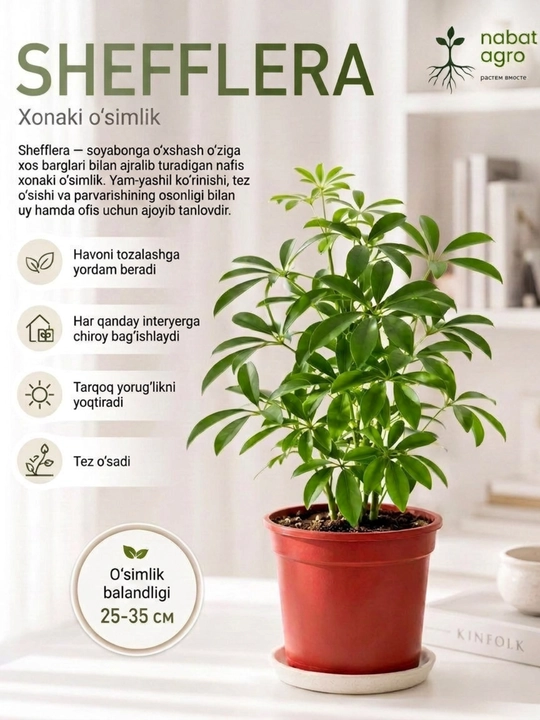 Shefflera guldondagi tirik xona o‘simligi