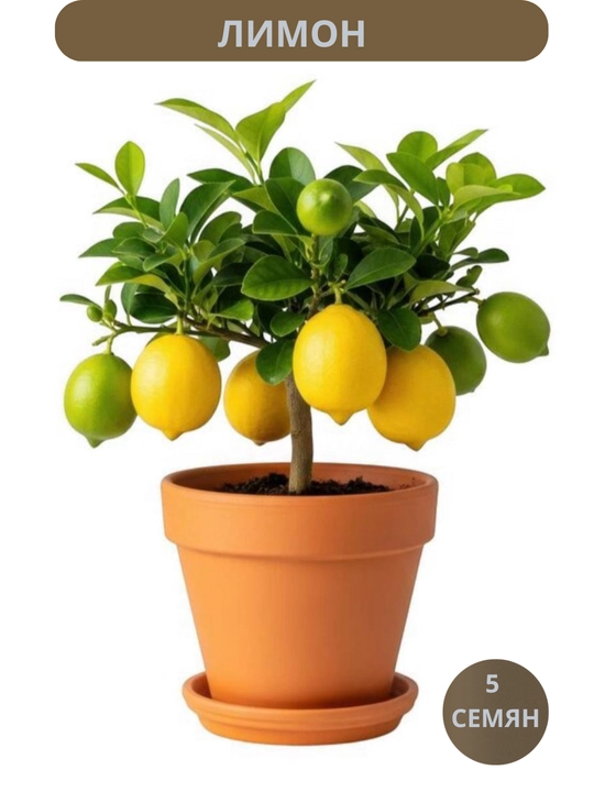 Urug'lar Sinerariya, Vichi, Ejevika, Akasiya, Anjir, Adenium, Kungaboqar, Limon, Mandarin, archa - 