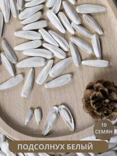 Слоновая кость