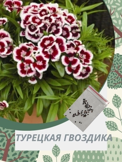 Коралловый