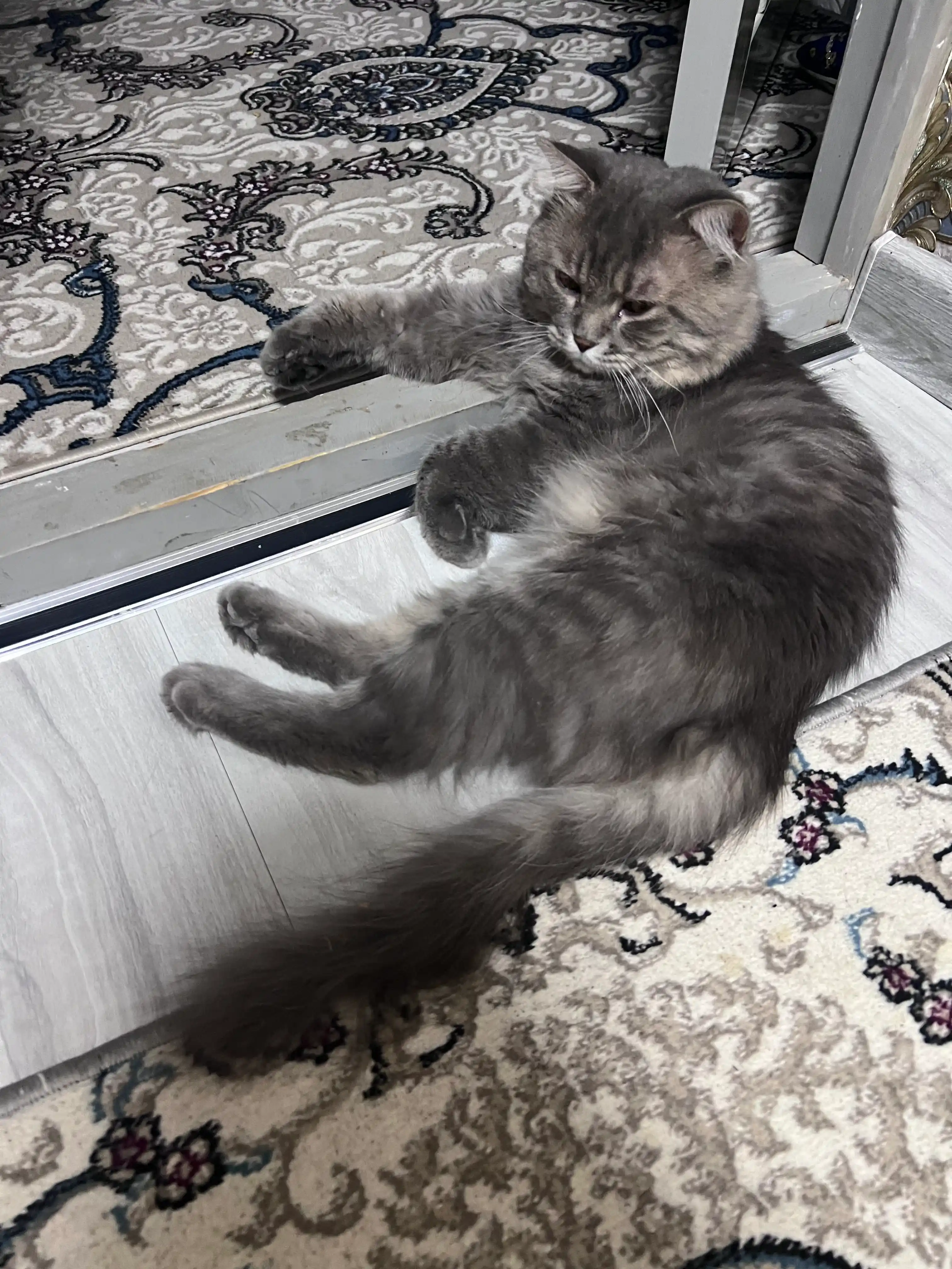 Club 4 Paws сухой корм для взрослых кошек, с кроликом, 2 кг