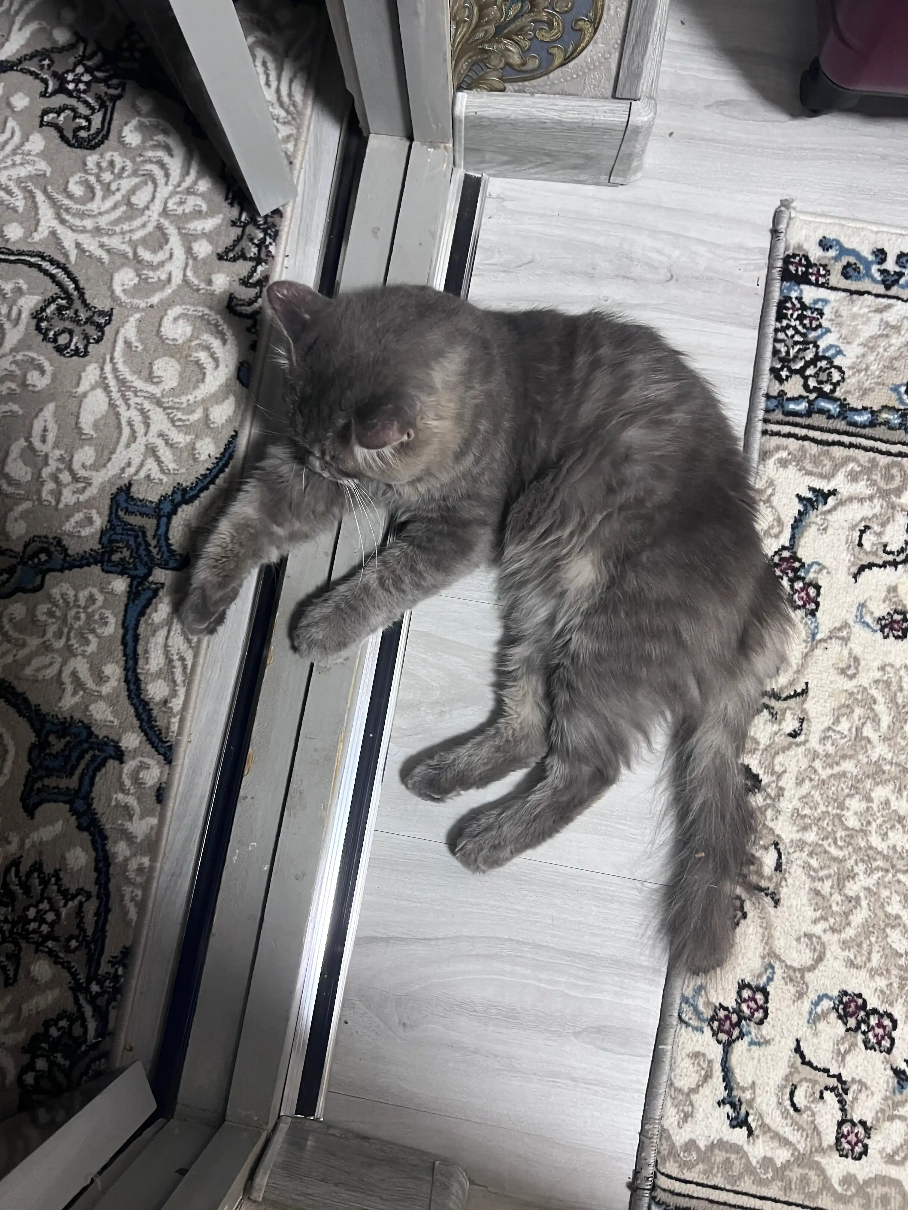 Club 4 Paws katta yoshli mushuklar uchun quruq yem, losos bilan, 300 g