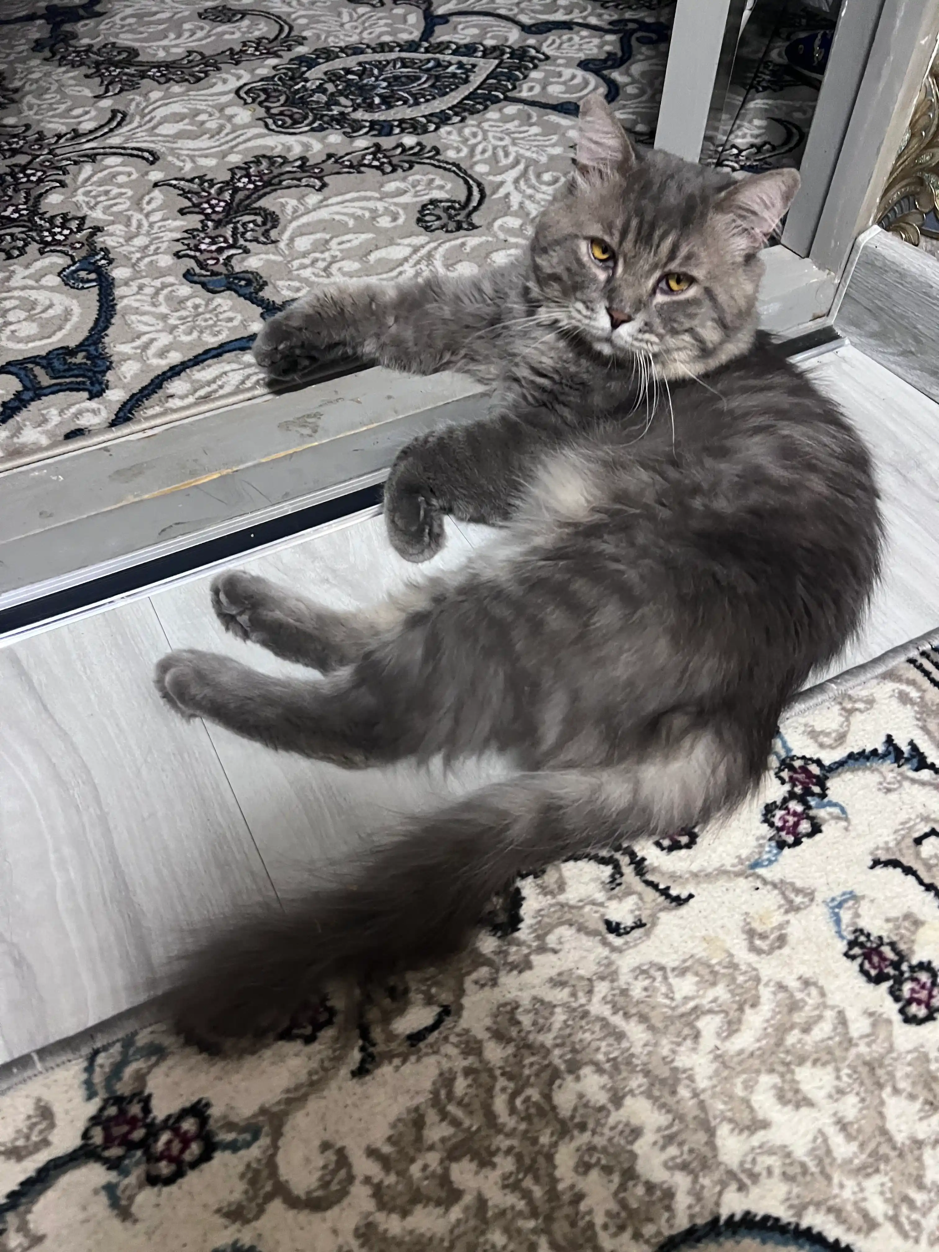 Club 4 Paws сухой корм для кошек, с говядиной, 900 г