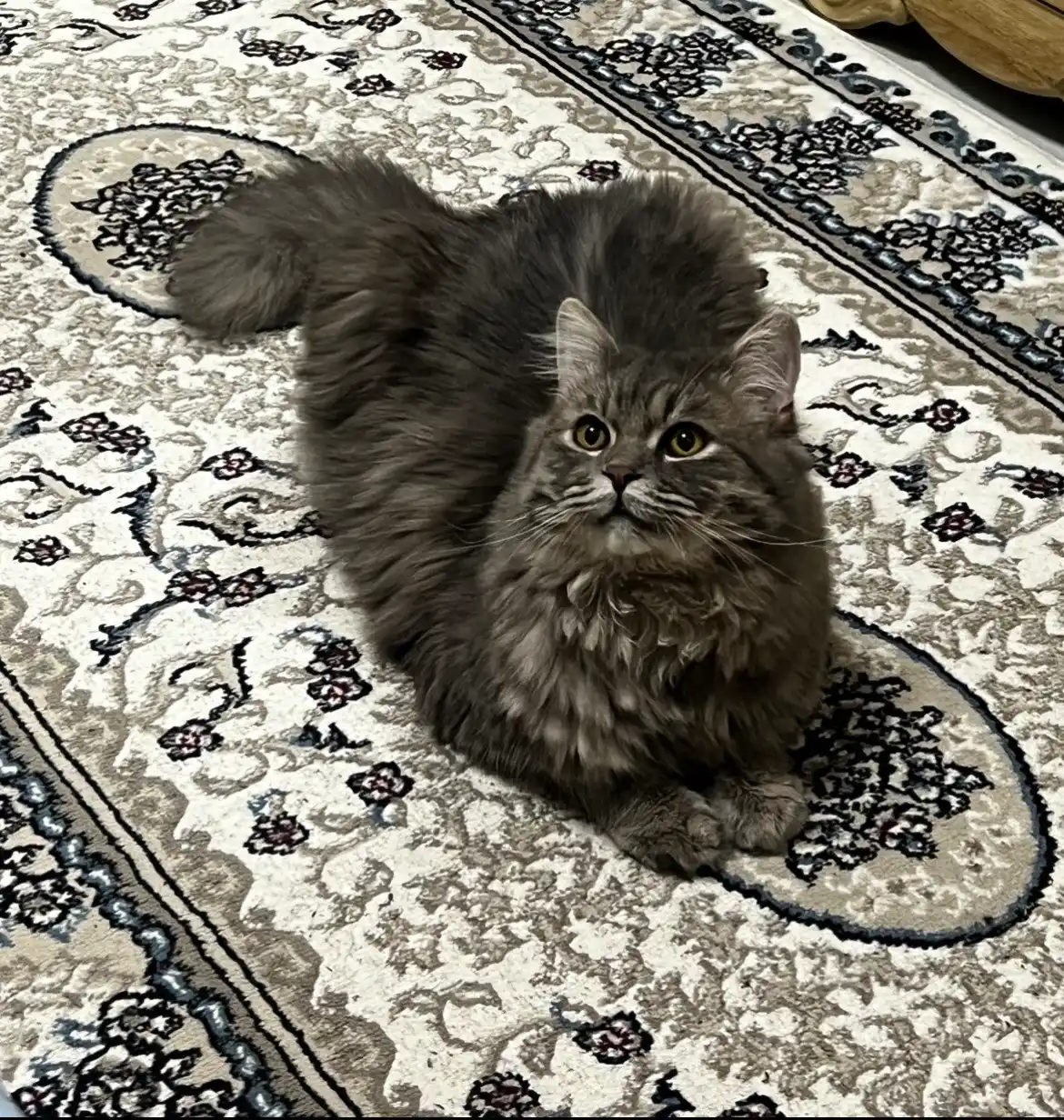 Felix nam mushuk ovqati, kurka va jigar, 75 gr 5 dona