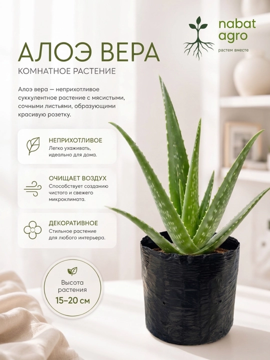 Aloe Vera guldondagi xona o‘simligi - 