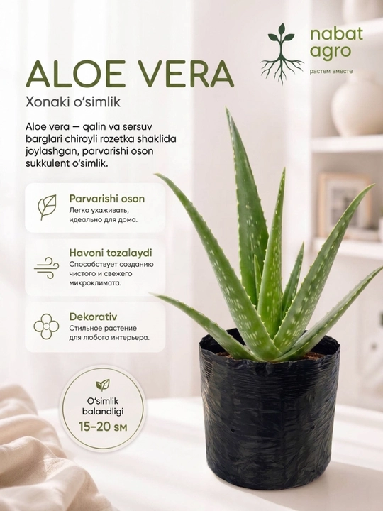 Aloe Vera guldondagi xona o‘simligi