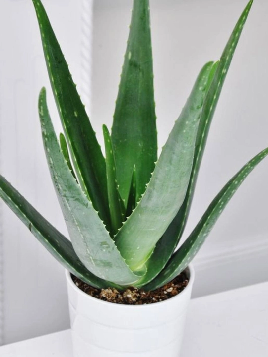 Aloe Vera guldondagi xona o‘simligi
