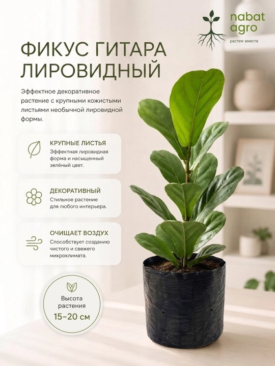 Фикус Гитара (Лировидный) живое комнатное растение в горшке - 