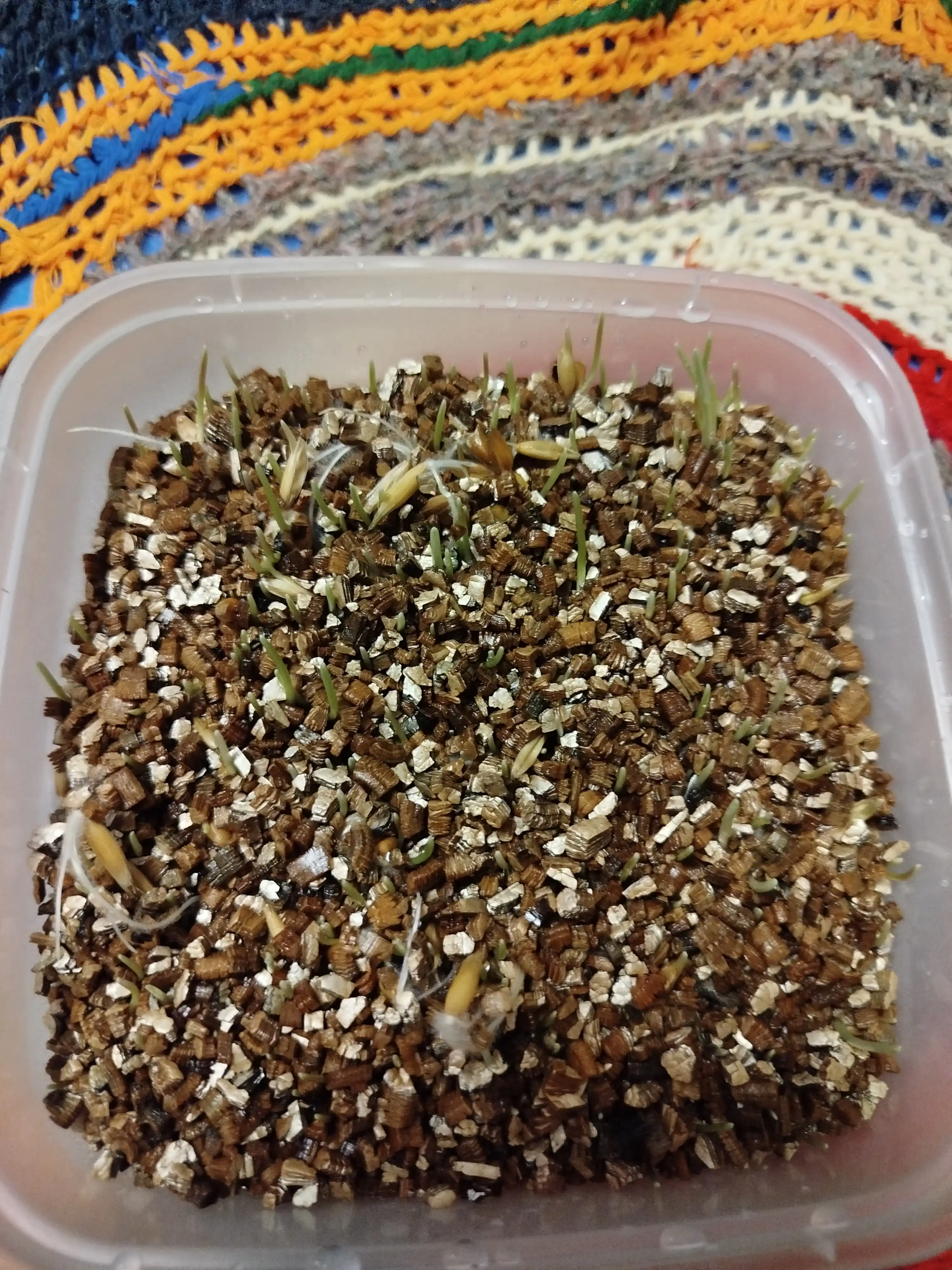 Трава для кошек Smart Pets – выводит комки шерсти, лакомство для кошек, 130 г