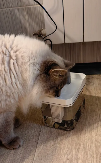 Mushuk va itlar uchun avtomatik ichimlik favvorasi 1,5L filtrli