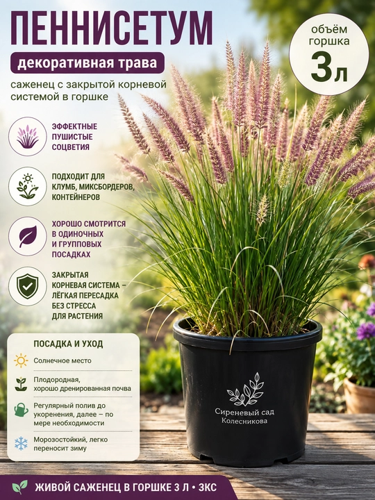 Pennisetum - 