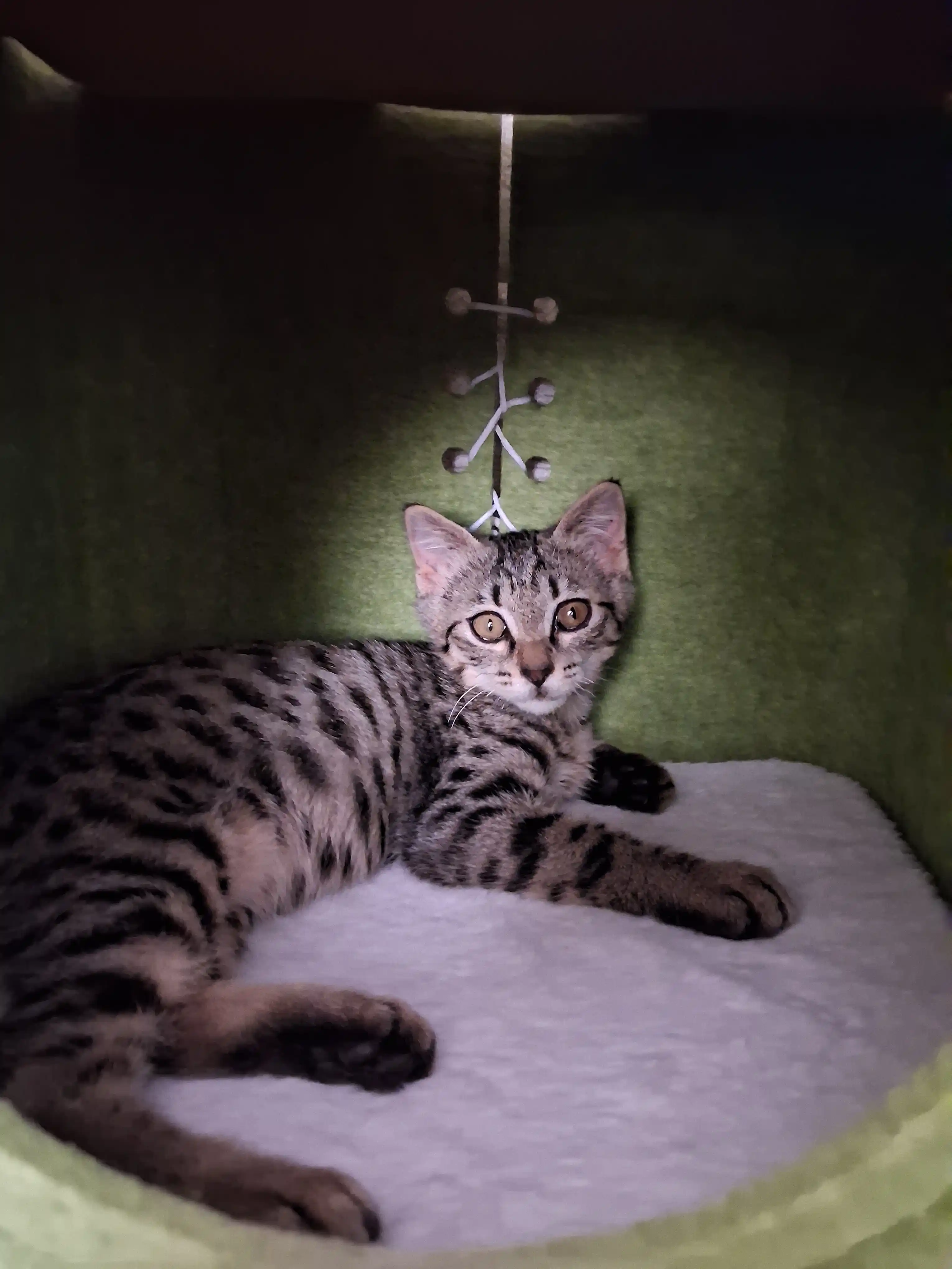 Кошачий дом