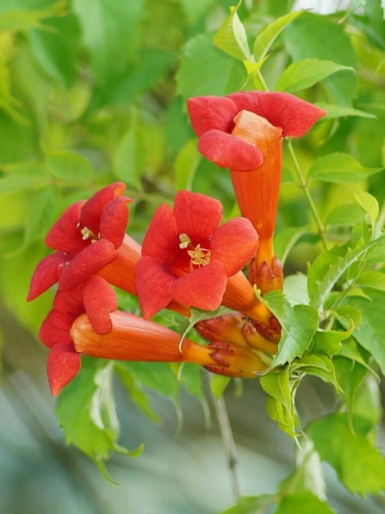 Ildiz otuvchi kampsis (Campsis radicans) urug‘i, 15 dona urug‘