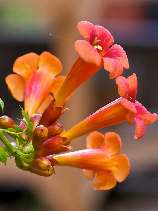 Ildiz otuvchi kampsis (Campsis radicans) urug‘i, 15 dona urug‘