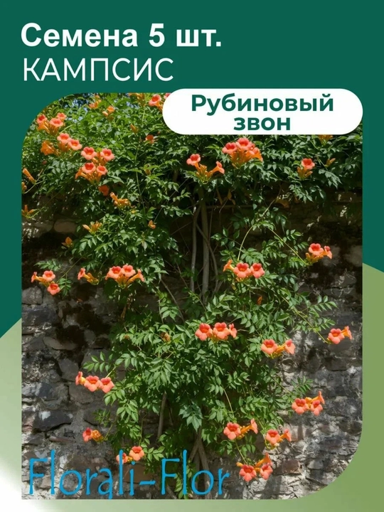 Ildiz otuvchi kampsis (Campsis radicans) urug‘i, 15 dona urug‘ - 