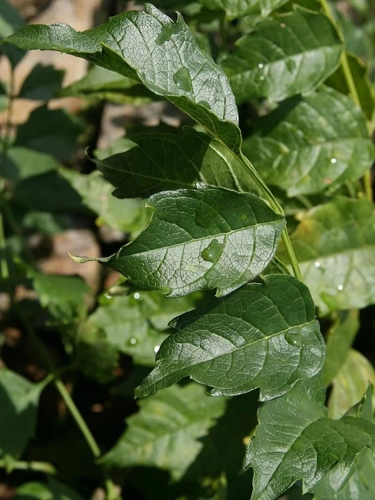 Ildiz otuvchi kampsis (Campsis radicans) urug‘i, 15 dona urug‘