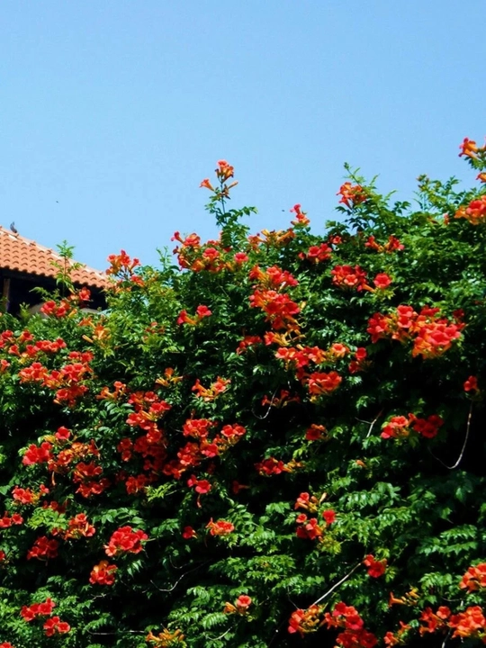 Ildiz otuvchi kampsis (Campsis radicans) urug‘i, 15 dona urug‘
