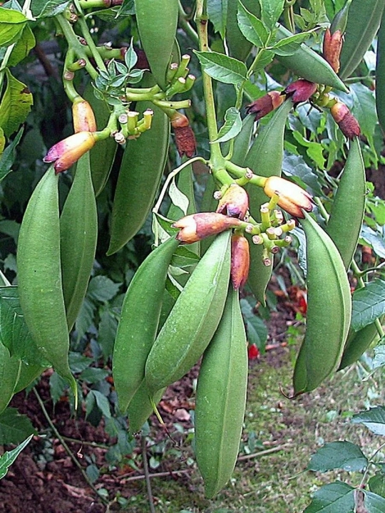 Ildiz otuvchi kampsis (Campsis radicans) urug‘i, 15 dona urug‘