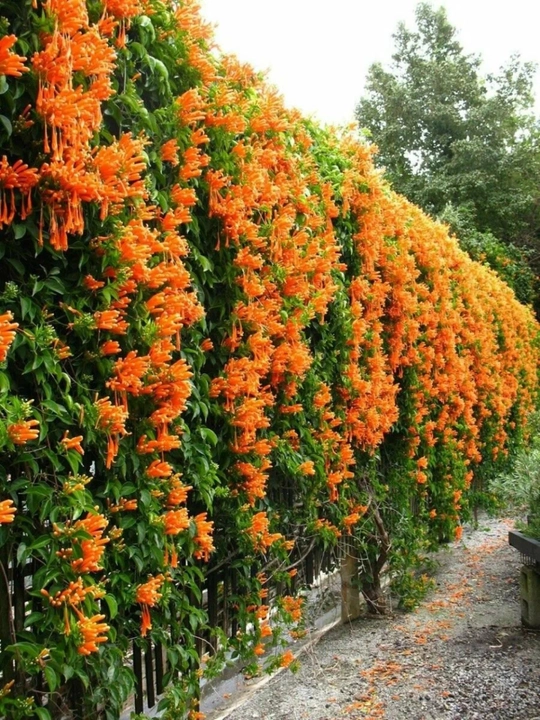 Ildiz otuvchi kampsis (Campsis radicans) urug‘i, 15 dona urug‘