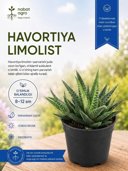 Havortiya guldondagi xona o‘simligi